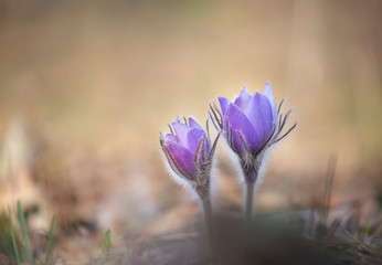 Two pasque flowers on the pastel yellow background