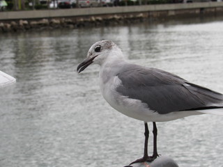 seagull on a post