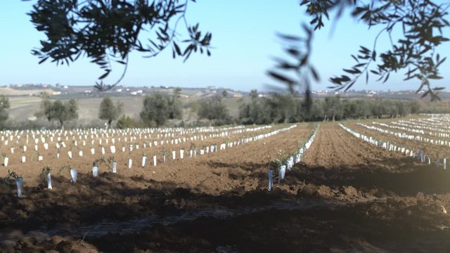 Super intensive olive grove. Cultivation plantation of olive trees in parallel rows. Seedlings in an olive orchard. Shot in 6k. Slow motion.