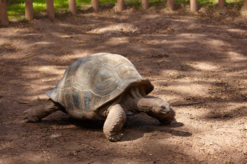 Aldabra Giant Tortoise in Charamel, Mauritius