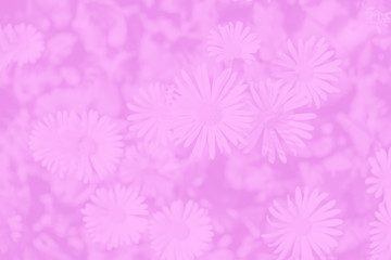 Obraz premium Abstract gradient soft pink magenta color background with pattern of daisy flowers