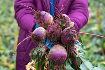 The farmer is in the field and boasts his beetroots harvest. In the hands holding ripe root sugar...