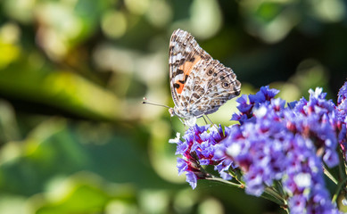 orange and black moth