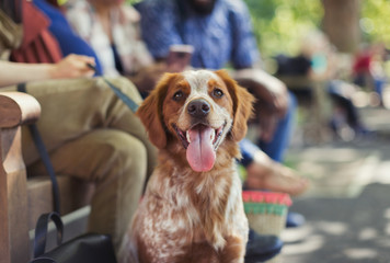 Portrait happy brown and white dog in park