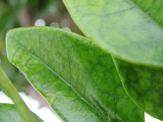 closeup of green leaf