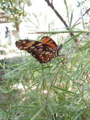 Mariposax