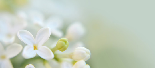 Background or banner with white lilac flower and copy space