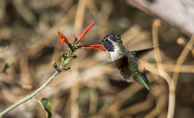 Obraz premium Costa's hummingbird on branch