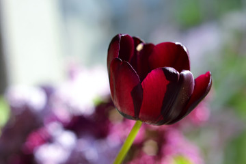 Burgundy tulip with a beautiful bokeh background
