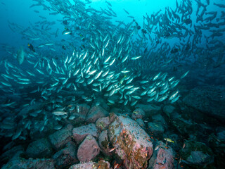 Fischschwarm