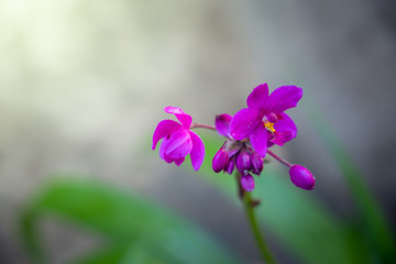 Fototapeta premium Beautiful blooming orchids in forest