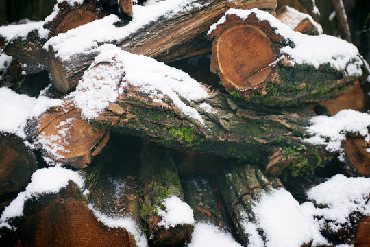 moss and snow covered wood pile