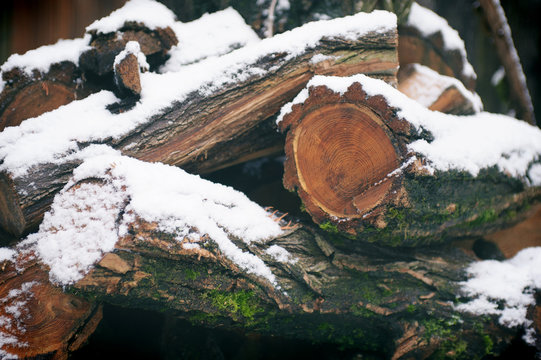 pile of logs in snow