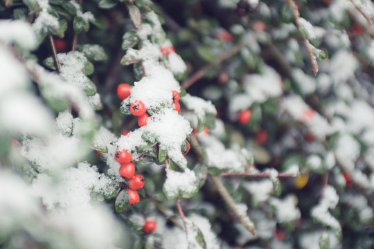 red berries in snow