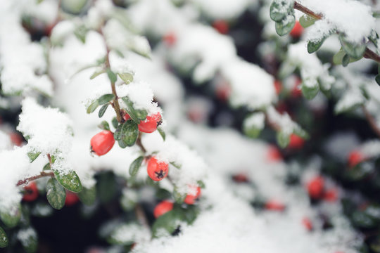 red berries in snow
