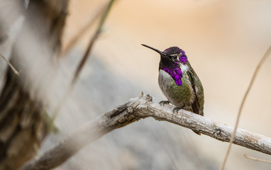 Costa's hummingbird on branch © Jen