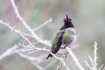 Costa's hummingbird on branch