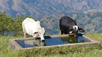 Vacas bebiendo de abrevadero