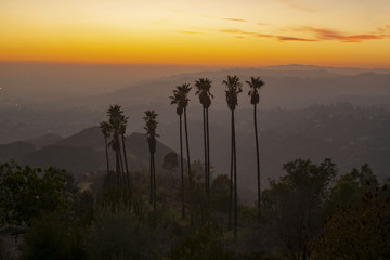 Palm Trees Captains Roost Griffith Park