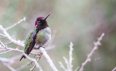 Costa's hummingbird on branch