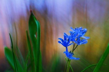 delicate deep blue bloom of squill Scilla bifolia L blossom in sunset forest sky, blurred background eco tourism concept, soft focus effect