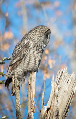 great gray owl hunting from tree