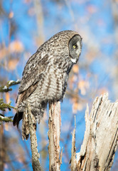 great gray owl hunting from tree
