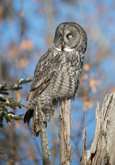 Fototapeta premium great gray owl hunting from tree