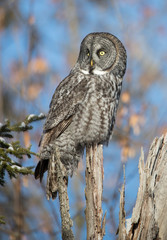 great gray owl hunting from tree