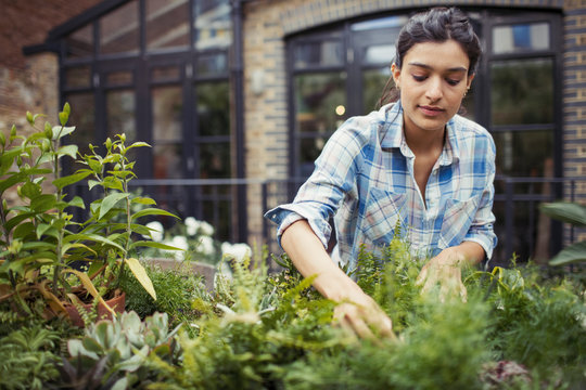 Young woman gardening, checking plants on patio