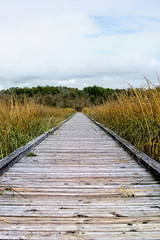 Obraz premium Boardwalk through the marsh