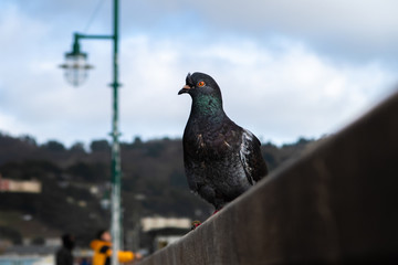 pigeon on the wall