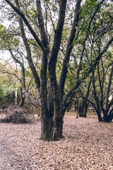 Northern California Woods