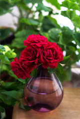 Bunch of red roses in a purple vase