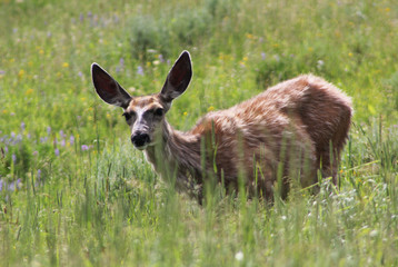 Mule Deer
