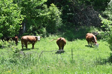 Herefords in the Pasture