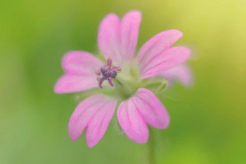 Macro closeup of pink blooming geranium sanguineum flower also known as bloody geranium and bloody crane´s bill, pastel painting effect