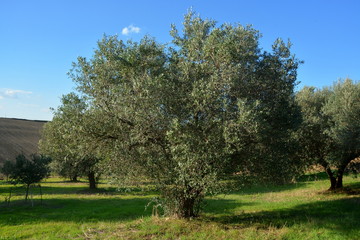 Fototapeta na wymiar Olive oil groves in the countryside of southern Italy.