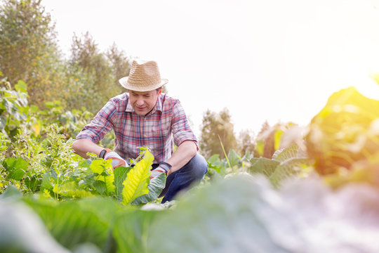 Male farmer checking plants in vegetable garden