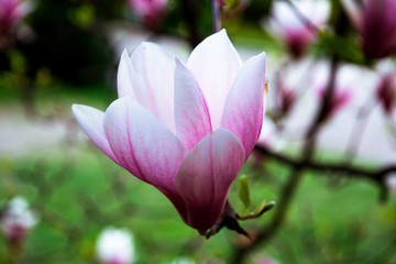 Magnolia closeup with a green background