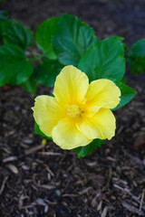 Yellow hibiscus flower in bloom