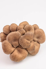 食用キノコ　ひらたけ