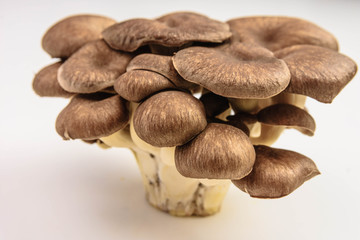 食用キノコ　ひらたけ