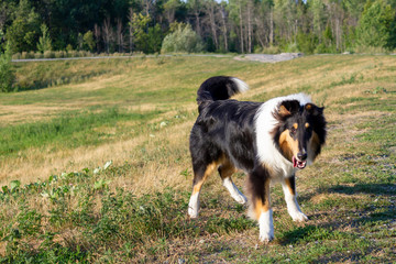 collie dog in a dog park in Canada