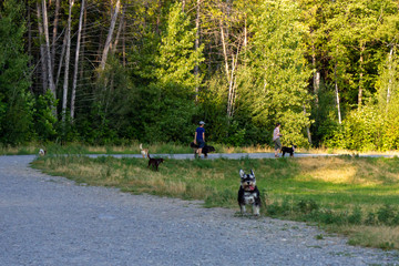 Fototapeta premium Miniature Schnauzer and other dogs running in a dog park in Canada