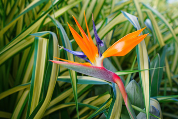 Orange bird of paradise strelitzia flower