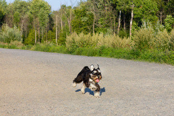 Naklejka na ściany i meble Miniature Schnauzer running in a dog park in Canada