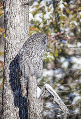 great gray owl hunting from tree