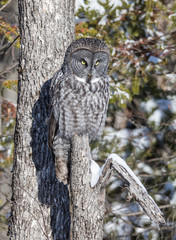 great gray owl hunting from tree