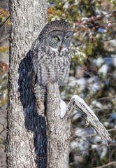 great gray owl hunting from tree